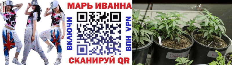Конопля сатива  Зеленокумск 